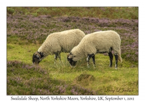 Swaledale Sheep