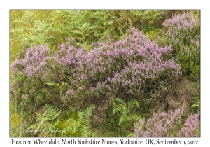 Calluna vulgaris