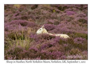 Sheep & Calluna vulgaris