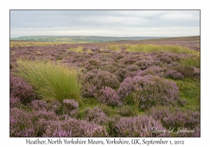 Calluna vulgaris