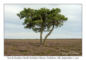 Tree & Calluna vulgaris