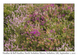 Calluna vulgaris & Erica cinerea