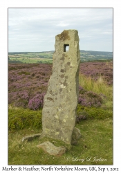 Marker & Calluna vulgaris