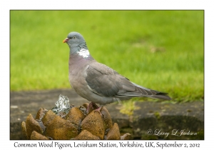 Columba palumbus