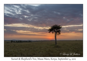 Sunset & Shepherd's Tree