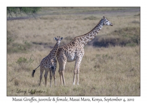 Masai Giraffe, juvenile & female