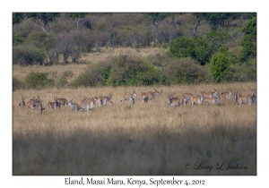 Eland