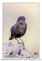 Sooty Chat, female