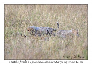 Cheetahs, female with 4 juveniles