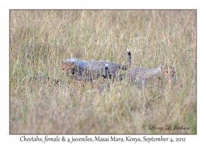 Cheetahs, female with 4 juveniles