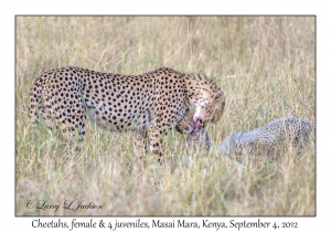 Cheetahs, female with 4 juveniles