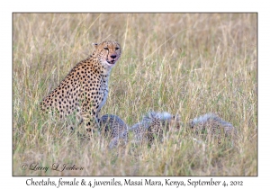 Cheetahs, female with 4 juveniles