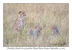 Cheetahs, female with 4 juveniles