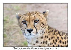 Cheetah, female