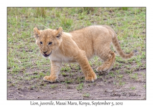 Lion, 10 week old juvenile