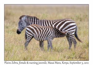 Plains Zebra, female & juvenile nursing