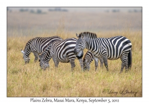 Plains Zebra