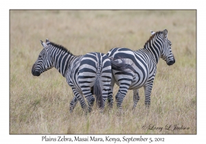 Plains Zebra