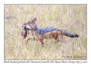 Black-backed Jackal & Thomson's Gazelle kill