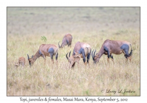 Topi, females & juveniles