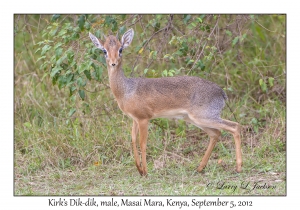 Kirk's Dik-dik, male