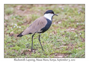 Blacksmith Lapwing