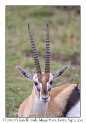 Thomson's Gazelle, male