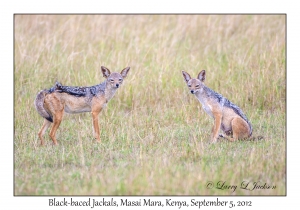 Black-backed Jackals