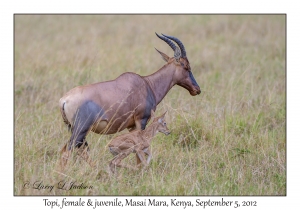 Topi, female & juvenile