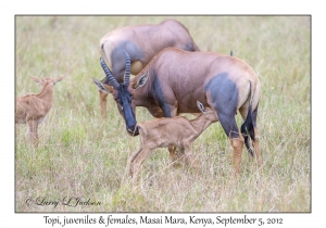 Topi, juveniles & females