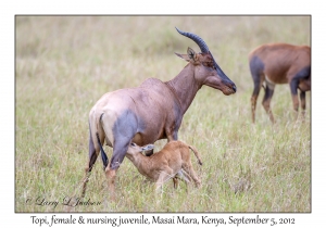 Topi, female & nursing juvenile