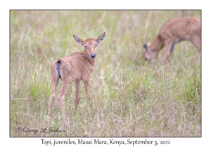 Topi, juveniles