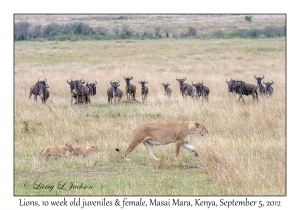 Lions, 10 week old juveniles & female