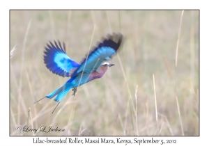 Lilac-breasted Roller