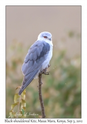 Black-shouldered Kite