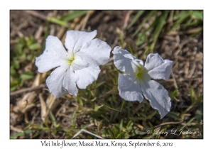 Vlei Ink-flower