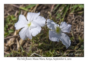 Vlei Ink-flower