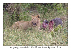 Lion, young male with kill