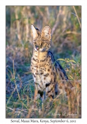 Serval