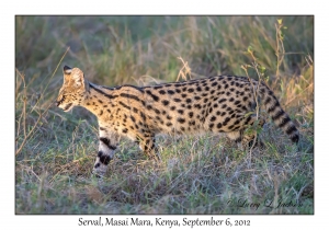 Serval