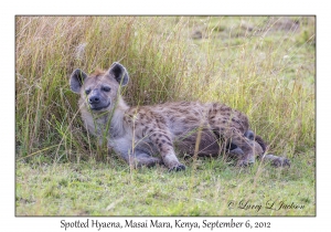 Spotted Hyaena