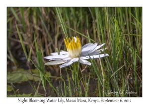 Night Blooming Water Lily