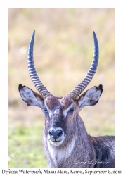 Defassa Waterbuck, male