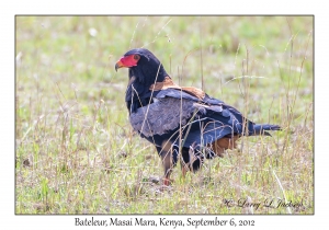 Bateleur