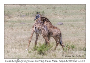 Masai Giraffes