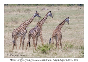 Masai Giraffes