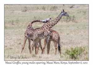 Masai Giraffes