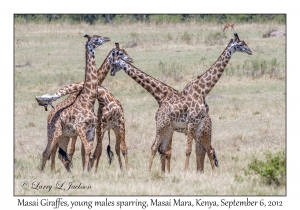 Masai Giraffes