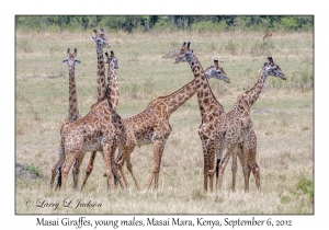 Masai Giraffes