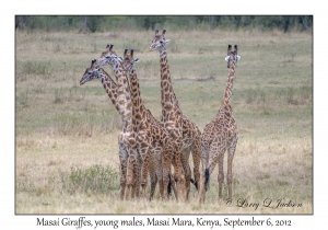 Masai Giraffes